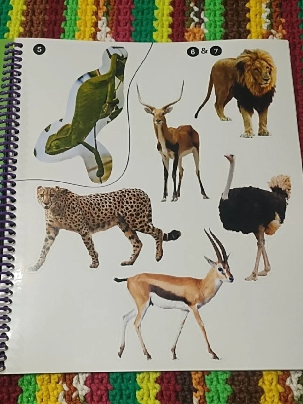 Safari Animals Sticker-by-Number Activity Book - Orange New. Age 3 And Up.